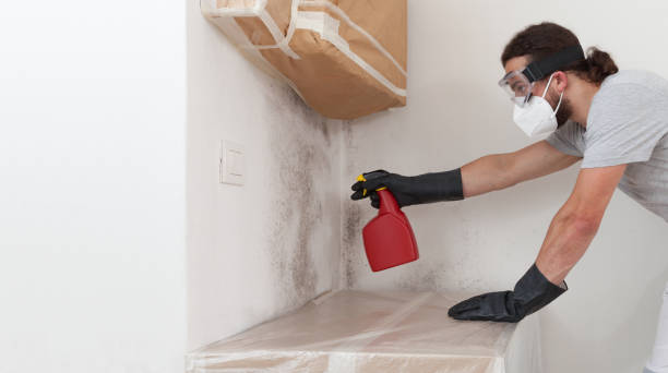 Professional Black Mold Removal technician working in Osseo, MN