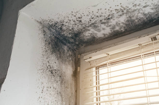 Affordable Black Mold Removal solutions in Osseo, MN